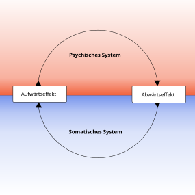 Psychophysische Korrelation als Regelkreis auf der animalischen Stufe