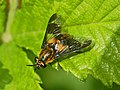 Chrysops caecutiens