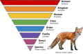 This graph shows the main taxonomic ranks: domain, kingdom, phylum, class, order, family, genus, and species. This graph demonstrates how taxonomic ranking is used to designate related animals, the example used in this graph is the red fox (Vulpes vulpes). References: [8]