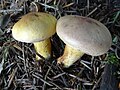 Tricholoma equestre