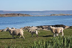 Gigalum Island seen from Gigha