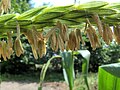 Kukorica (Zea mays) porzói