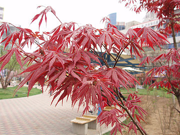 Bladeren van Acer palmatum 'Atropurpureum'