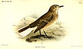 Subspecies A. m. insolens, illustration by Joseph Smit, 1888