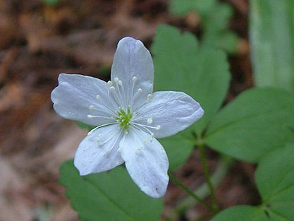 The anemone quinquefolia in December.