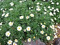 Argyranthemum haouarytheum