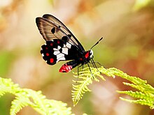 Male Clearwing swallowtail, Cairns, Queensland