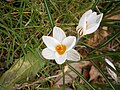 Crocus biflorus close-up