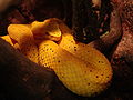 Eyelash pit viper Bothriechis schlegelii at Wilmington's Cape Fear Serpentarium