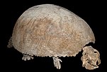 Skelettrekonstruktion mit Panzer von Glyptodon