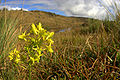 A Gentian flower in the Andean grassland above Wayqecha, Halenia sp.