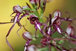 Himantoglossum adriaticum