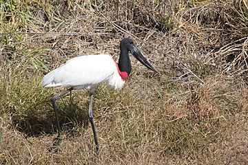 Jaburu-Storch im Pantanal