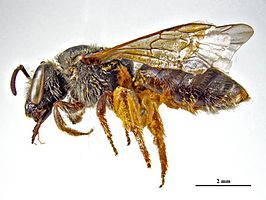 Lasioglossum falcatum