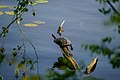 Eine Schildkröte genießt die letzten Sonnenstrahlen