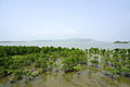 Mangroven auf Kohama-jima mit Blick auf Iriomote