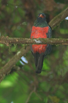 Massena's trogon