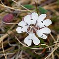 Taubenkropf-Leimkraut (Silene vulgaris)