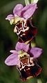 Ophrys holoserica