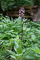 Purpur-Knabenkraut (Orchis purpurea)