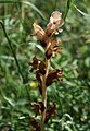 Nelken-Sommerwurz (Orobanche caryophyllacea)