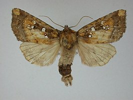 Papaipema rutila