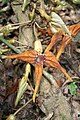 Pararistolochia