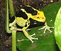 Dendrobates tinctorius var. Regina