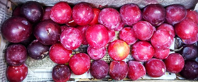 Harvested ripe fruits