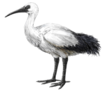 Life restoration of the Réunion ibis