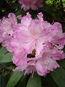 Rhododendron smirnowii