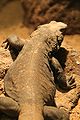 Chuckwalla St. Louis Zoo