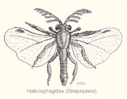 Strepsiptera halictophagida