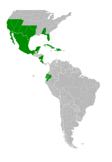 Map of the Americas from the United States southward with the following countries and states colored green to represent the native distribution of this species: USA (Alabama, Arizona, California, Florida, Nevada, New Mexico, Oklahoma, Texas, Utah); Costa Rica; Belize; Cuba; Ecuador; Mexico (Aguascalientes, Baja California Norte, Baja California Sur, Campeche, Chiapas, Chihuahua, Coahuila, Colima, Ciudad de Mexico, Durango, Guanajuato, Guerrero, Hidalgo, Jalisco, México State, Michoacan, Morelos, Nayarit, Nuevo Leon, Oaxaca, Puebla, Queretaro, Quintana Roo, San Luis Potosi, Sinaloa, Sonora, Tabasco, Tamaulipas, Tlaxcala, Veracruz, Yucatan, Zacatecas); Belize; Nicaragua; Haiti; Dominican Republic.