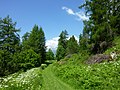 Weg zum Picknickplatz