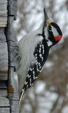 Szőrös hőcsik (Leuconotopicus villosus)