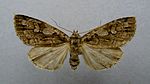 Xestia rhaetica – Specimen