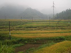 Rice fields in Xian'an District
