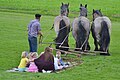 Een set van vijf evenaars (drie haamhouten, een kleine en een grote zwengel) achter een driespan, met het scharnierpunt van de achterste zwengel op 1/3 van rechts.