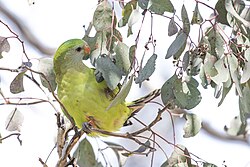 Adult female superb parrot