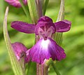 Anacamptis laxiflora