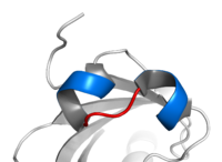 Helix-lus-helix-motief van de ARNT. Twee α-helices (blauw) zijn verbonden door een korte lus (rood).[3]