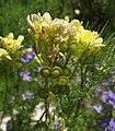 Biscutella laevigata ssp. valentina