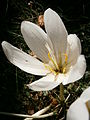 Colchicum speciosum 'Album' inner side of the flower