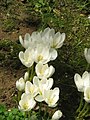 Colchicum speciosum 'Album' clump