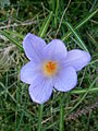 Crocus etruscus close-up