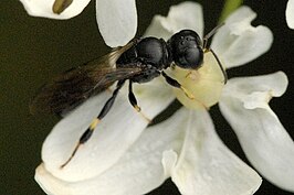 Crossocerus elongatulus