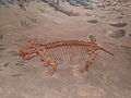 Dicynodont cast, North American Museum of Ancient Life