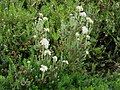 Erica tetralix 'Alba Mollis'