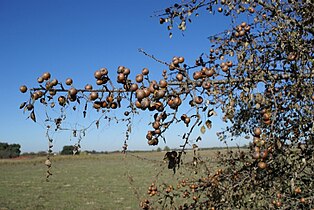 Fruiting branch of an isolated fruiting Iberian pear tree in SW Spain